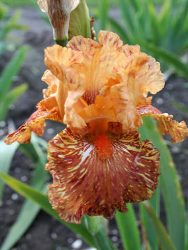 Toon details van Cheetah Cheese Afbeeldingen van Cheetah Cheese