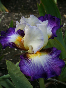 Toon details van Irisades Afbeeldingen van Irisades