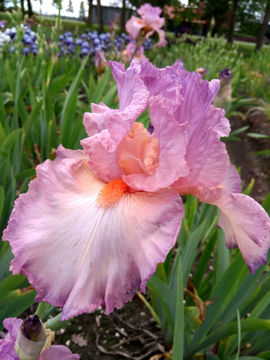 Toon details van Nuit De Noces Afbeeldingen van Nuit De Noces