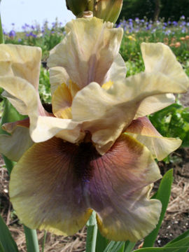 Toon details van Lovely Levi Afbeeldingen van Lovely Levi