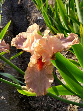 Toon details van Lovely Lina Afbeeldingen van Lovely Lina