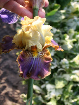 Toon details van Lovely Boaz Afbeeldingen van Lovely Boaz