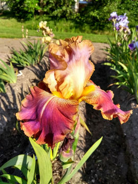 Toon details van Lovely Elena Afbeeldingen van Lovely Elena