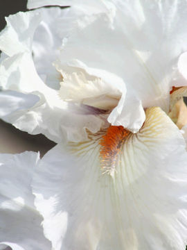 Toon details van Lovely Noah Afbeeldingen van Lovely Noah