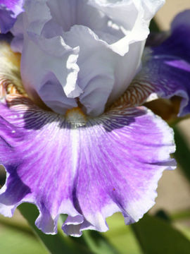 Toon details van Lovely Mila Afbeeldingen van Lovely Mila