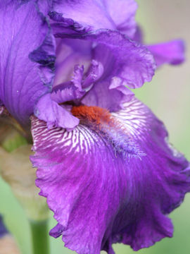 Toon details van Lovely  Gabriel Afbeeldingen van Lovely  Gabriel