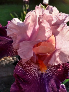 Toon details van Lovely Olivia Afbeeldingen van Lovely Olivia