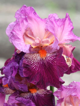 Toon details van Lovely Emma Afbeeldingen van Lovely Emma