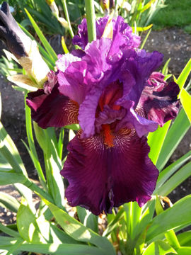 Toon details van Lovely Arthur Afbeeldingen van Lovely Arthur