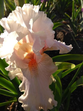 Toon details van Lovely  Sophia Afbeeldingen van Lovely  Sophia