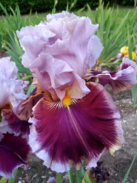 Toon details van Lovely Alice Afbeeldingen van Lovely Alice