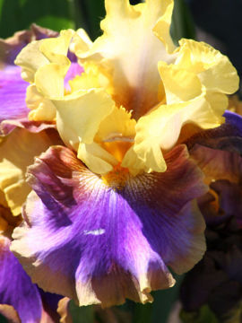 Toon details van Lovely Juliette Afbeeldingen van Lovely Juliette