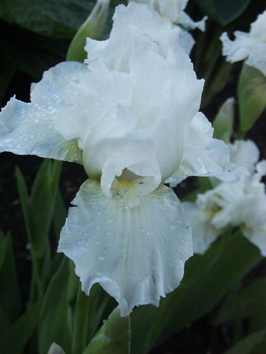 Picture of Snowcone