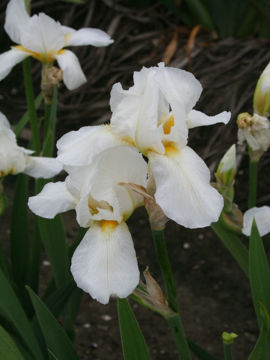 Toon details van Jubie Afbeeldingen van Jubie