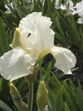 Toon details van I Bless Afbeeldingen van I Bless