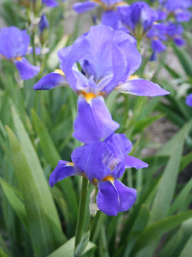 Toon details van Little Bay Denoc Afbeeldingen van Little Bay Denoc