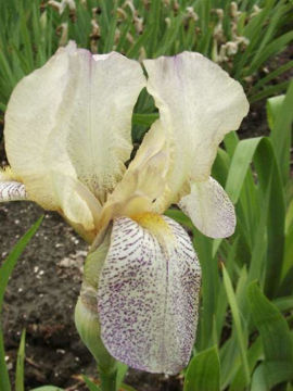 Toon details van Concord Sprite Afbeeldingen van Concord Sprite