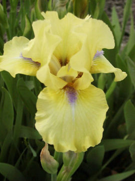 Toon details van Blue Eyed Blond Afbeeldingen van Blue Eyed Blond