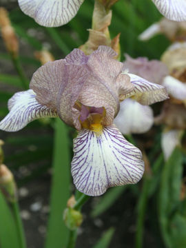 Toon details van Sand Princess Afbeeldingen van Sand Princess