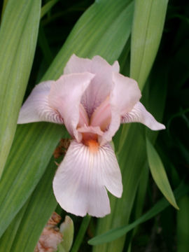 Toon details van Abridged Version Afbeeldingen van Abridged Version