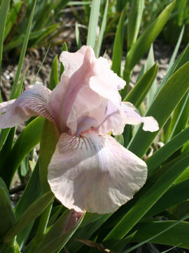 Toon details van Concoction Afbeeldingen van Concoction