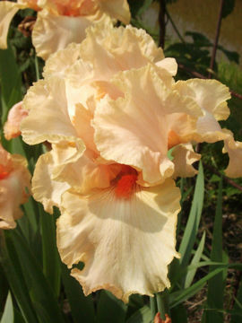 Toon details van Peach Reprise Afbeeldingen van Peach Reprise