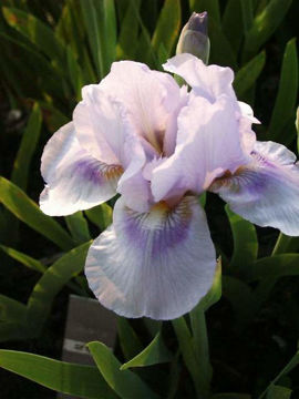 Toon details van Wing My Chimes Afbeeldingen van Wing My Chimes