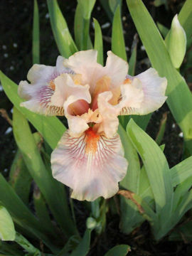 Toon details van June Rose Afbeeldingen van June Rose