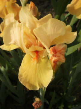 Toon details van Obligato Afbeeldingen van Obligato