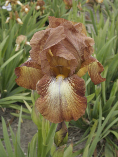 Afbeeldingen van Merry Oaks