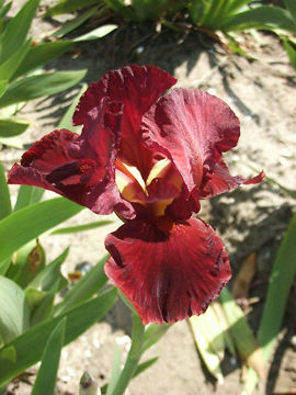 Toon details van Morning Show Afbeeldingen van Morning Show