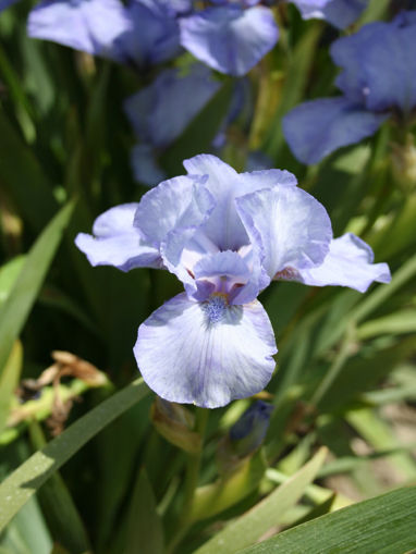 Afbeeldingen van Baby Blue Marine