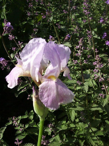 Afbeeldingen van Lavender Doll