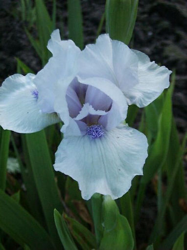 Afbeeldingen van Judy's Blue Garland