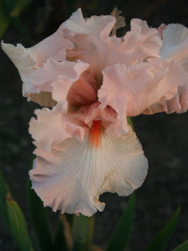 Toon details van Pink Lamb Afbeeldingen van Pink Lamb