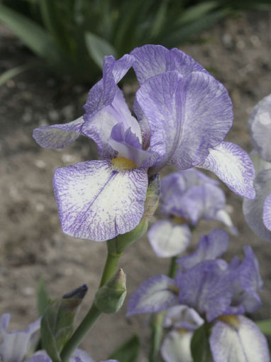 Picture of Petite Monet