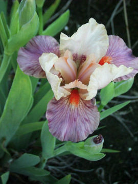 Toon details van Candy Walk Afbeeldingen van Candy Walk