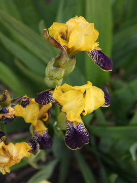 Toon details van Bumblebee Deelite Afbeeldingen van Bumblebee Deelite