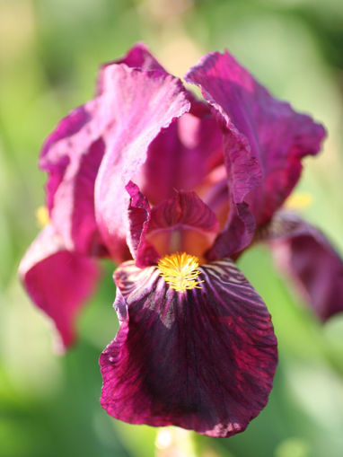 Picture of Red Orchid