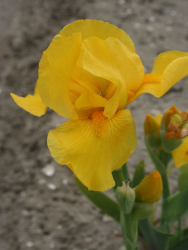 Afbeeldingen van Dandelion