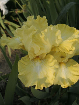 Toon details van Lemon Pop Afbeeldingen van Lemon Pop