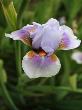 Toon details van Radiant Love Afbeeldingen van Radiant Love