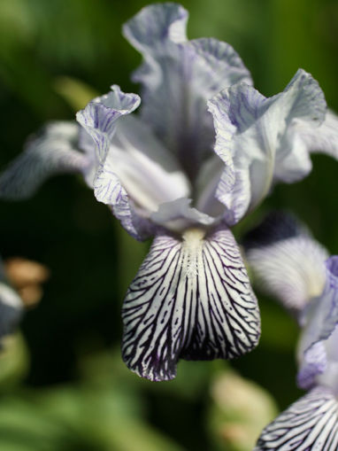 Afbeeldingen van Variegata Reginae