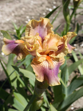 Toon details van Artistic Blend Afbeeldingen van Artistic Blend