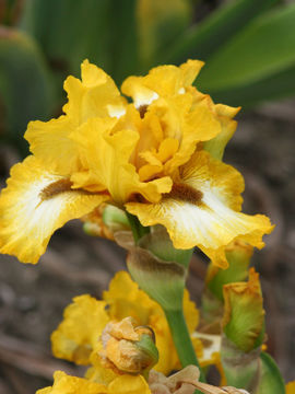 Toon details van Local Hero Afbeeldingen van Local Hero