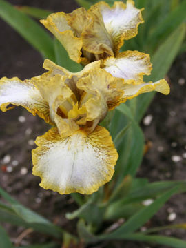 Toon details van Lemon Spirit Afbeeldingen van Lemon Spirit