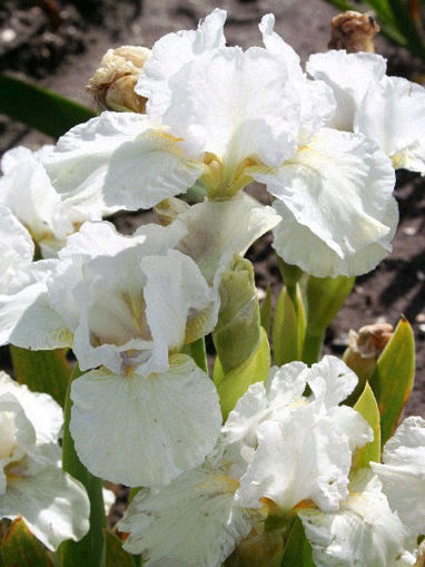 Afbeeldingen van Satin Blanc