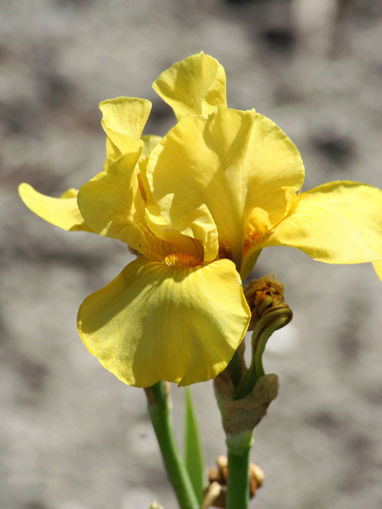 Afbeeldingen van Kedeng Kedeng