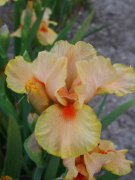 Toon details van Serial Killer Afbeeldingen van Serial Killer