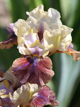 Toon details van Peacock Eye Afbeeldingen van Peacock Eye